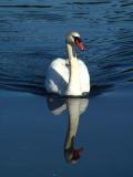 Swans Shadow