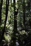 Sunlit Trees *