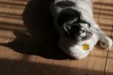 Gaze*