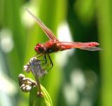 Red DragonFly