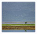 The Lone Tree<br>8th Place