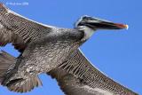 Telephoto Close Encounter