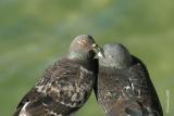 Kiss Me You Fool !