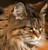 Portrait of the Queen *