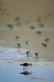 Waders  *