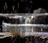 Otter Pool *