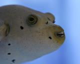 Fish Smile