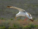 Soft Landing  * Traveller