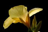 Dew Drops *