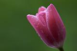 After the Rain*