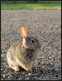 Damp Bunny  *