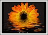 Rising Sun *