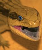 <b>Bluetongue</b>