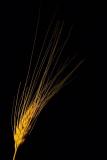 8th: TIE : Golden Grain *