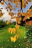 Golden season 2 *