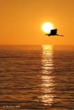 5th: Golden Wings <br> by Markjay