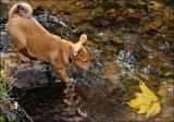 Loki and the Leaf*
