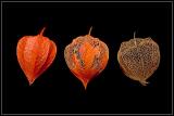 <b>6th Place</b><br><i>Phases *<br></i>by Tom Donaghey