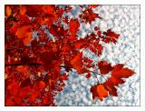 <b>5th Place</b><br><i>Fall Weather*</i><br>by :-D