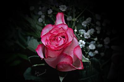 Reticent Rose