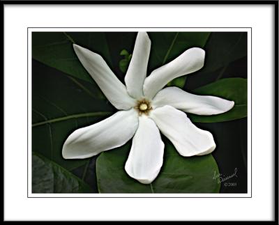 Gardenia