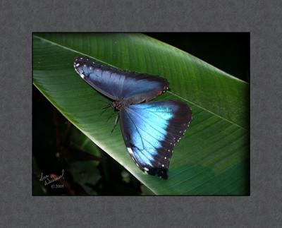 Wings