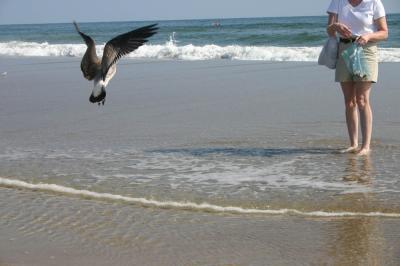 This gull jumped up to catch the bread crumbs