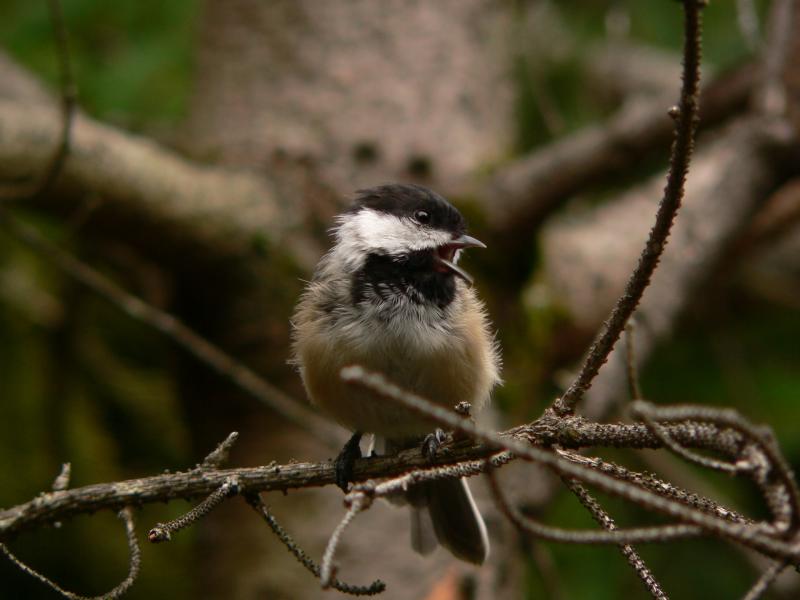 Black-capped Chickadee