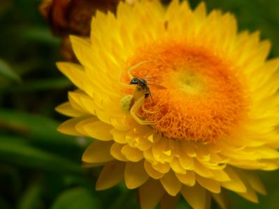 Goldenrod Spider (f) w/ meal