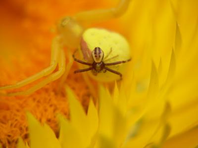 Goldenrod spider (m) on (f)
