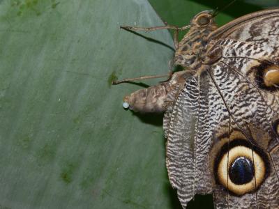 Owl Butterfly Ovipositing