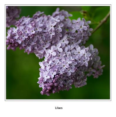 Lilacs at TCS