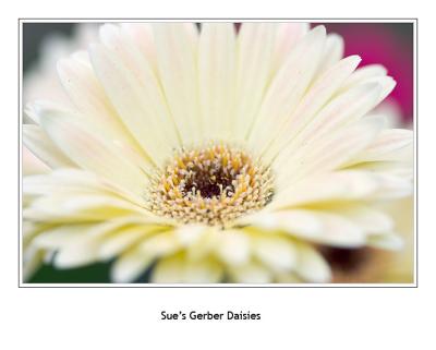 Sue's Garden