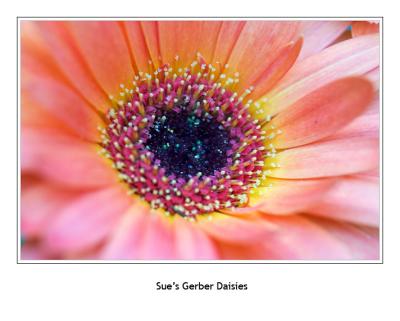 Sue's Garden