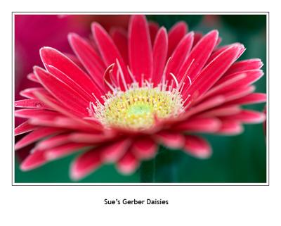 Sue's Garden