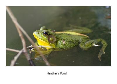 Little Green Frog