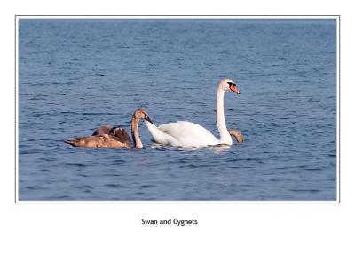 The Growing Swans