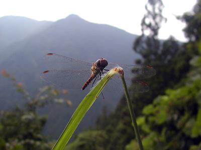 hiking mitake 005.jpg