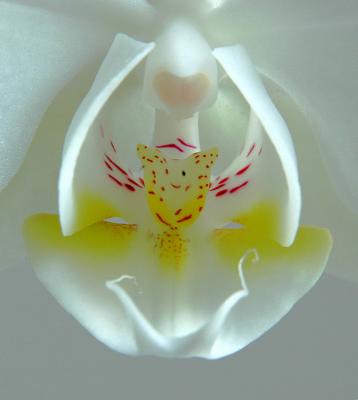 Inside the Phaleonopsis Orchid