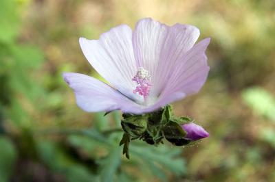 Norwegian wild flower