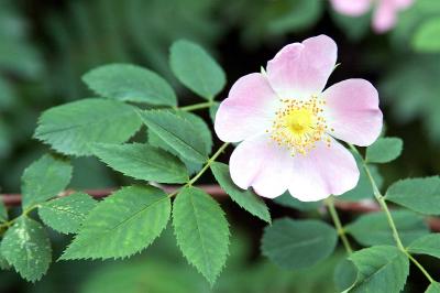 Norwegian wild rose