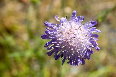 Scabious