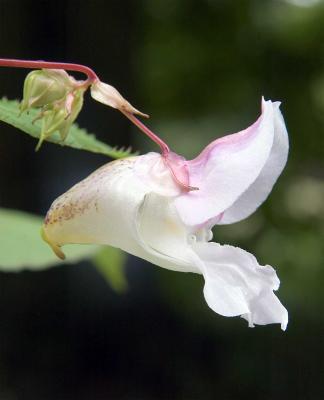 Wild 'orchid'  1