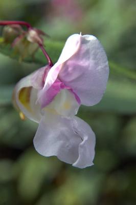 Wild 'orchid' 3