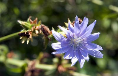 v3/36/471536/3/48602768.Manchesterwildflower.jpg