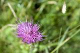 Thistle