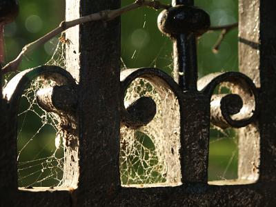 Cobwebs on the fence