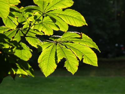 Chestnut leaf