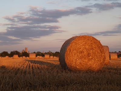 Large hay roll and Ely Cathedral