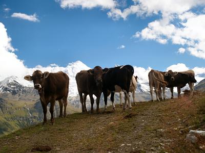 Cows on Sorrebois I